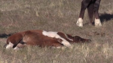 Utah çölünde şirin bir at yavrusu.