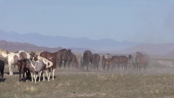 Una Mandria Cavalli Selvatici Nel Deserto Dello Utah Primavera — Video Stock