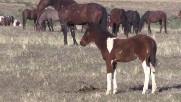 un poulain cheval sauvage au printemps dans le désert de l'Utah 