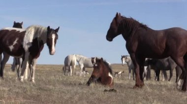 Baharda Utah çölünde vahşi atlar