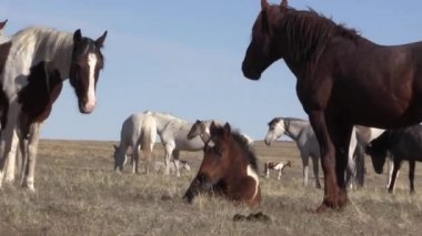 Baharda Utah çölünde vahşi atlar