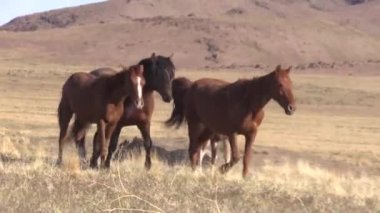 Baharda Utah çölünde vahşi atlar