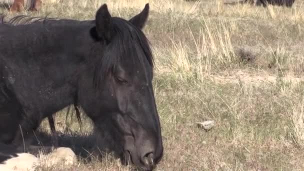 Divoký Kůň Utahu Jaře — Stock video