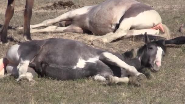 Άγριο Άλογο Στην Έρημο Της Γιούτα Την Άνοιξη — Αρχείο Βίντεο