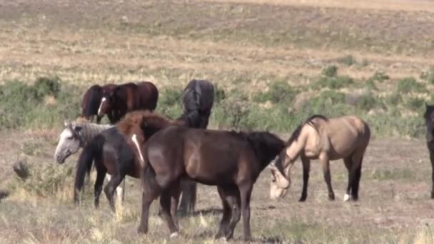 Wildpferde Der Wüste Von Utah Frühling — Stockvideo