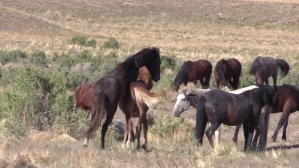 Wilde Paarden Utah Woestijn Het Voorjaar — Stockvideo