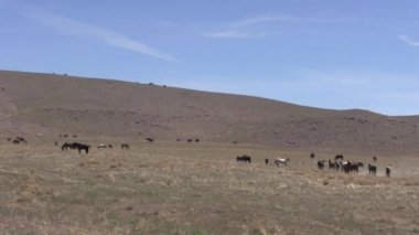 Baharda Utah çölünde vahşi atlar