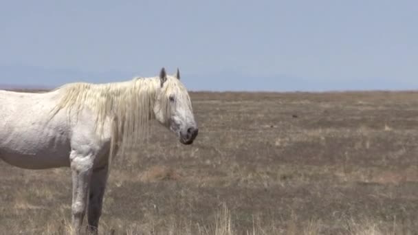 Caballos Salvajes Desierto Utah Primavera — Vídeos de Stock