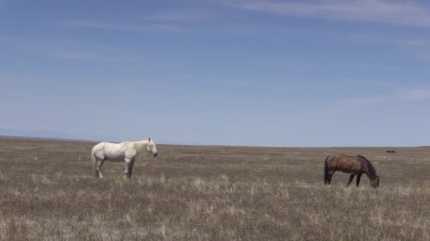 chevaux sauvages dans le désert de l'Utah au printemps