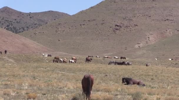 Caballos Salvajes Desierto Utah Primavera — Vídeos de Stock