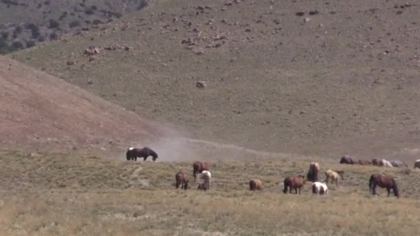 Άγρια Άλογα Στην Έρημο Της Γιούτα Την Άνοιξη — Αρχείο Βίντεο
