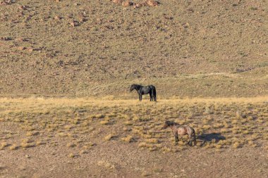 Baharda Utah çölünde vahşi at sürüsü