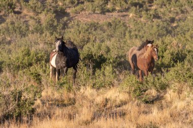 Baharda Utah çölünde vahşi at sürüsü