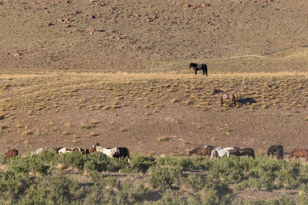 Стадо Диких Лошадей Весной Пустыне Юта — стоковое фото