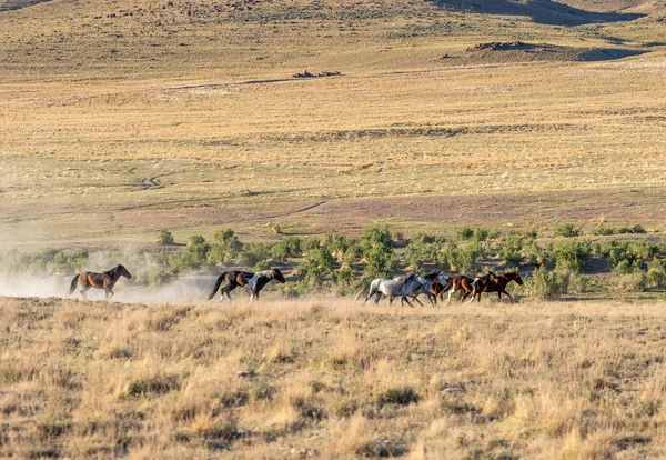 herd of wild horses in spring in the Utah desert