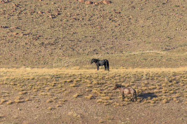 Baharda Utah çölünde vahşi at sürüsü