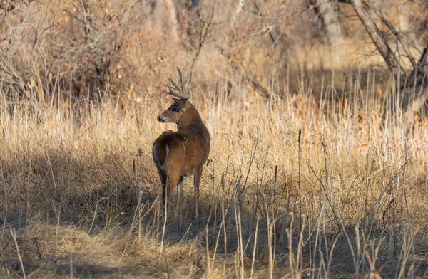 Een Witstaart Hertenbok Colorado Tijdens Sleur Herfst — Stockfoto