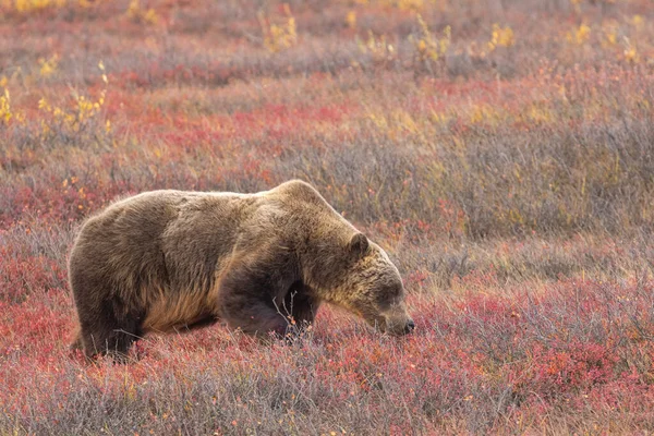 Orso Grizzly Nel Denali National Park Alaska Autunno — Foto Stock