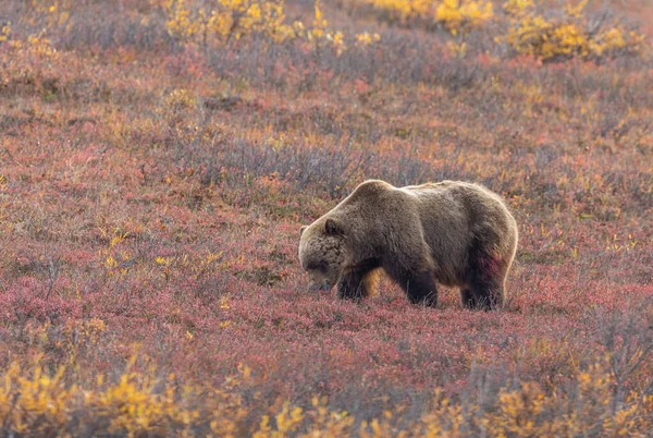 Грізлі Ведмідь Національному Парку Деналі Аляска Восени — стокове фото