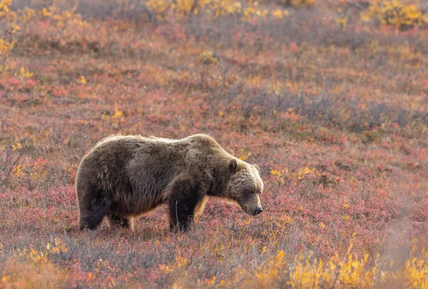 Medvěd Grizzly Národním Parku Denali Aljašce Podzim — Stock fotografie