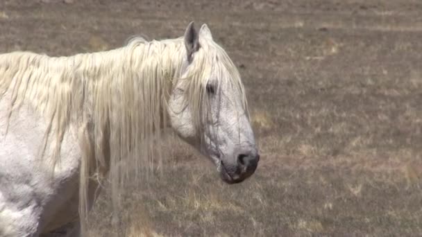 Garanhão Cavalo Selvagem Primavera Deserto Utah — Vídeo de Stock