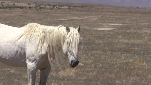 Een Wild Paard Hengst Het Voorjaar Utah Woestijn — Stockvideo