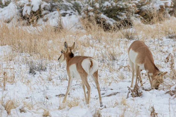 冬のユタ州のプロングホーンカモシカ — ストック写真