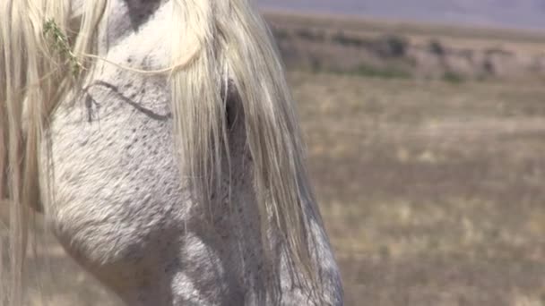 Close Wild Horse Stallion Utah Desert — Stock Video
