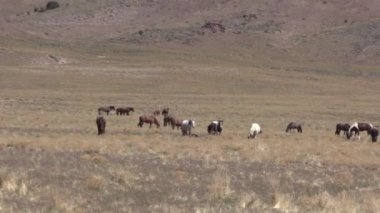Baharda Utah çölünde vahşi bir at sürüsü.