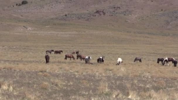 ユタの砂漠で春に野生の馬の群れが — ストック動画