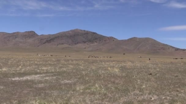 ユタの砂漠で春に野生の馬の群れが — ストック動画