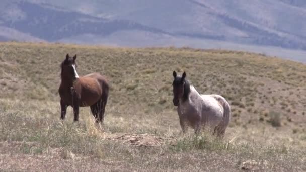 Herd Wild Horses Spring Utah Desert — Stock Video