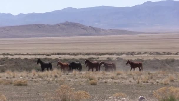 Uma Manada Cavalos Selvagens Primavera Deserto Utah — Vídeo de Stock