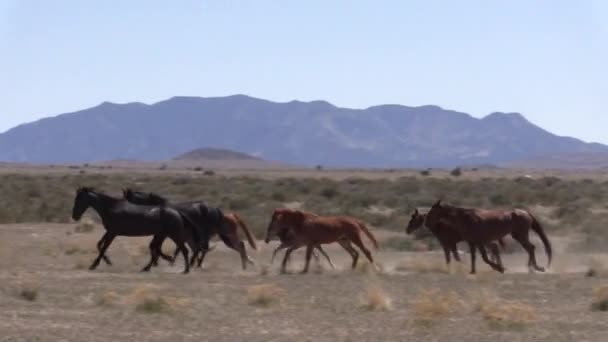 Stado Dzikich Koni Wiosną Pustyni Utah — Wideo stockowe