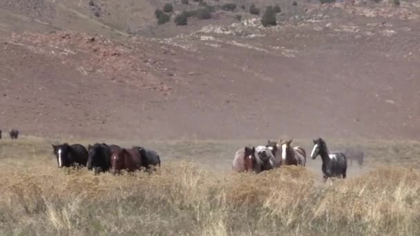 Una Manada Caballos Salvajes Desierto Utah Primavera — Vídeos de Stock