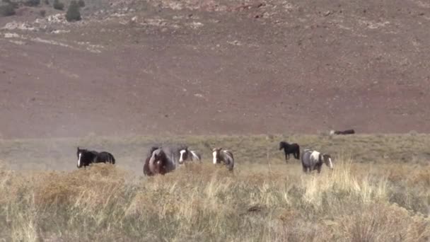 Een Kudde Wilde Paarden Utah Woestijn Lente — Stockvideo