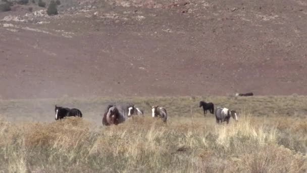 春にユタ砂漠で野生の馬の群れが — ストック動画