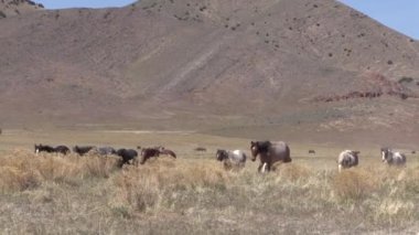 Baharda Utah çölünde vahşi bir at sürüsü.