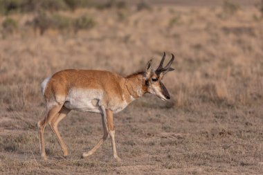 Utah çölünde bir antilop.