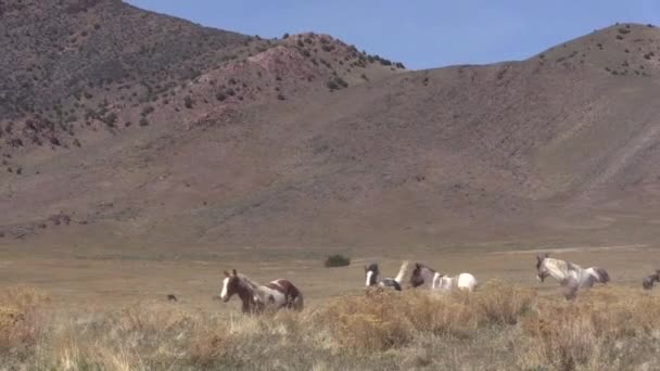 Wildpferde Der Wüste Von Utah Frühling — Stockvideo