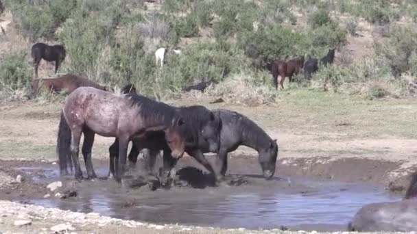 Vilda Hästar Vid Ett Vattenhål Utah Öknen — Stockvideo