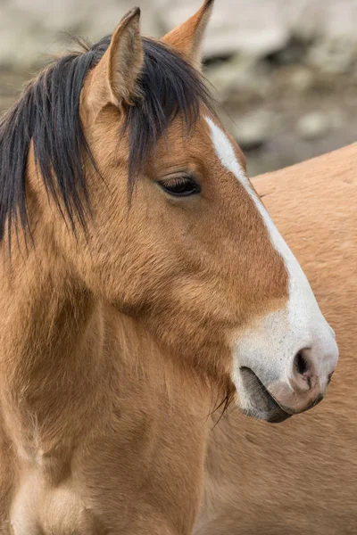 Portrait En Gros Plan D Un Cheval Sauvage En Arizona Oreilles Faune Stock Photo Portrait En Gros Plan D Un Cheval Sauvage En Arizona Oreilles Faune Stock Photo