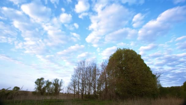 云、 蓝蓝的天空和森林景观。时间流逝。4k (4096 x 2304) — 图库视频影像