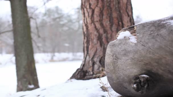 Χειμερινό τοπίο με δένδρα και χιόνι. 4k (4096 x 2304). Μηχανοποιημένο ρυθμιστικό πυροβόλησε — Αρχείο Βίντεο