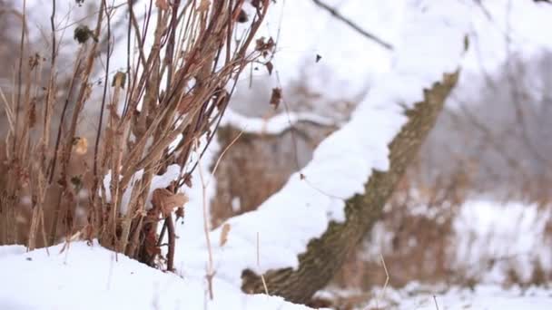 ツリーや杖湖の冬の風景。4 k (4096 x 2304)。電動スライダー ショット — ストック動画