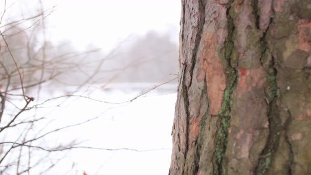 Paisagem de inverno Casca de árvore e ramo. 4K ( 4096x2304). Disparo deslizante motorizado — Vídeo de Stock