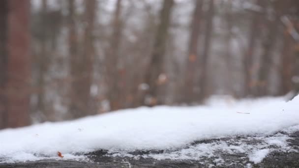 Paisaje invernal. Nieve sobre tronco en madera .4K (4096x2304). Disparo deslizante motorizado — Vídeos de Stock