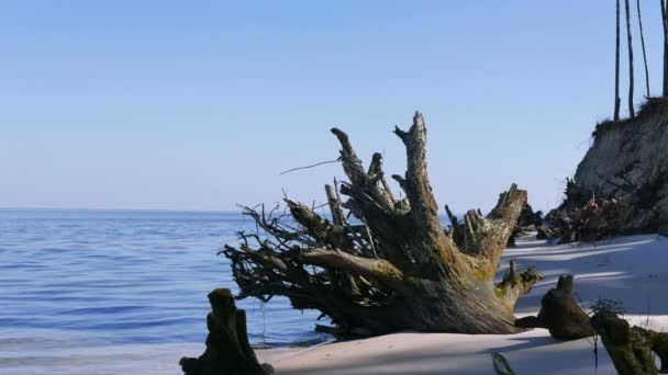 Старое дерево с мхом на берегу моря. Закрыть Пейзаж. 4K 3840x2160 — стоковое видео