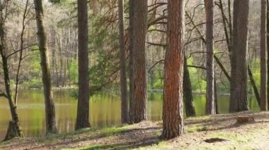 Ormanda yürüyüş. Steadicam Pov shot. 4k 3840 x 2160