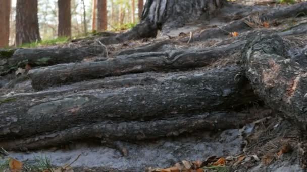 Marcher dans le bois .Steadicam POV shot. Mouvement lent 4K 3840x2160 